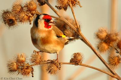 Goldfinch and  thistle