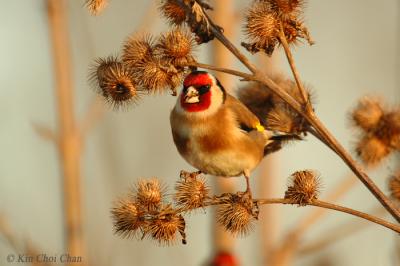 Goldfinch and  thistle