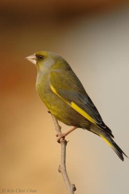 Greenfinch (Carduelis chloris)