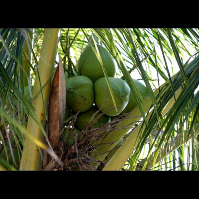 coconut tree