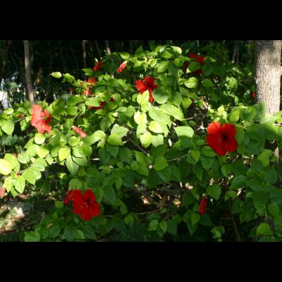 Hibiscus bush