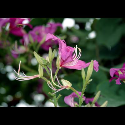 u13/ninadartworks/medium/11140770.JamaicanOrchid2.jpg