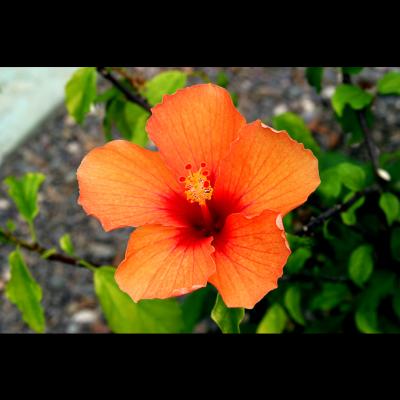 Orange Hibicus