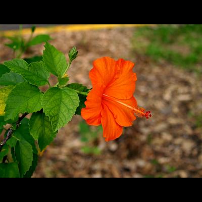 Orange Hibiscus 2