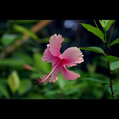 Pink Hibiscus