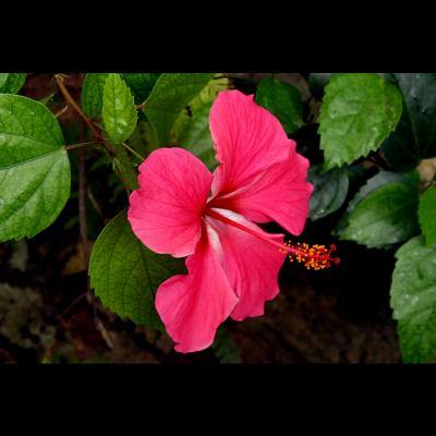 Pink Hibiscus 2