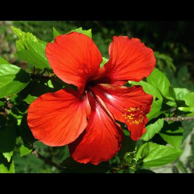 Red Orange Hibiscus