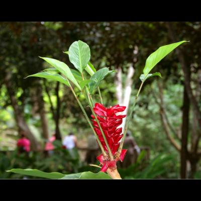 Surrounded red ginger flower