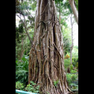 Twiney tree 1