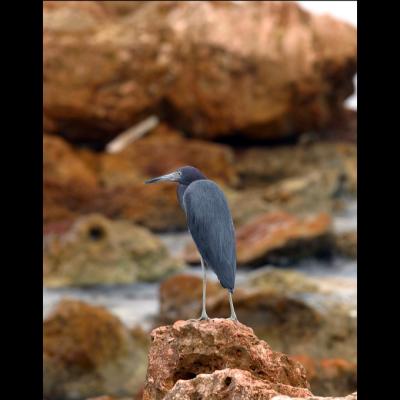 Grey Egret closeup