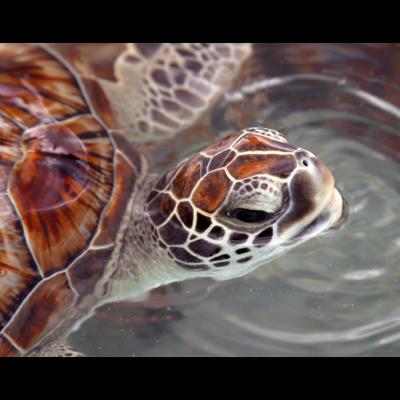 Turtle in water