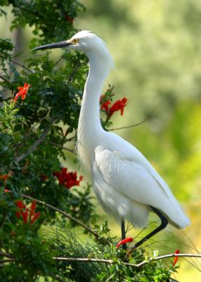 white heron 3