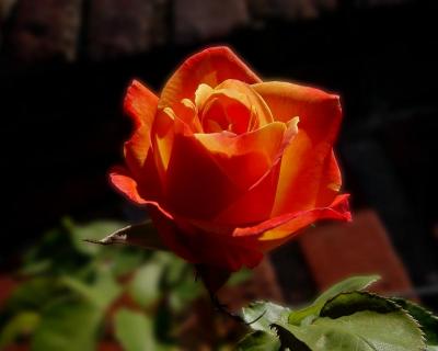 firerose