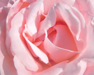 The Pink Lady