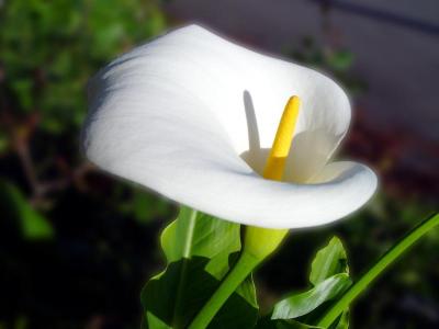 Dream Calla