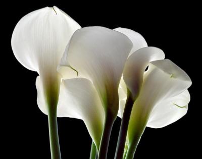 The Calla Lily Collection