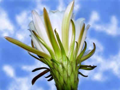  cactus flower sky