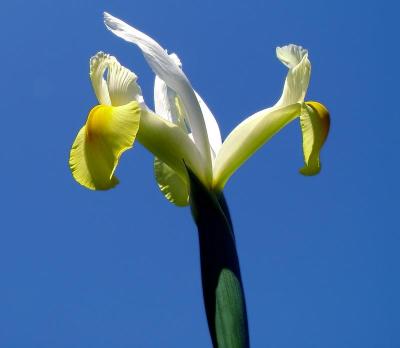 Yellowwhiteiris