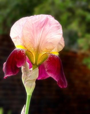 2tonepurpleiris