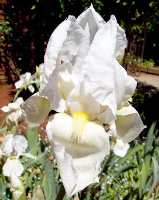 beardedwhiteiris