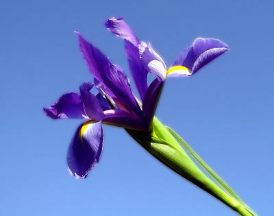 irisinthesky 2