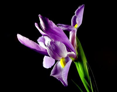 purple iris side view