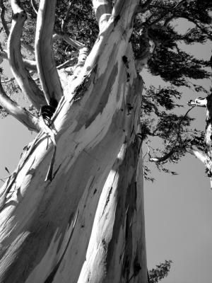 Shedding Eucalyptus