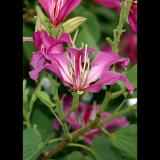 Bauhinia orchid  & the bee