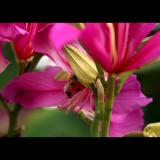 pink orchid with bee