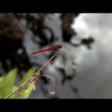 dragonfly red