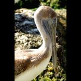Pelican head 2