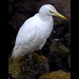 White Egret closeup