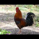 Wild Rooster