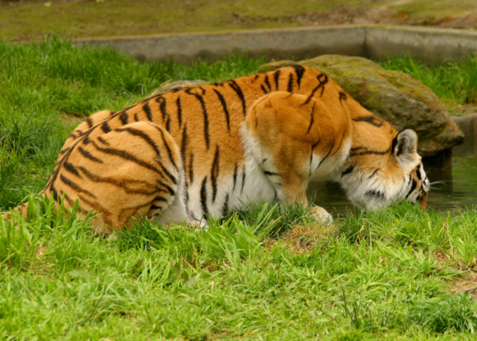 crouching tiger