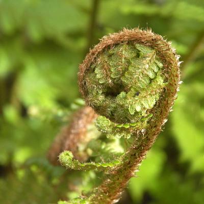 Unfurling Frond