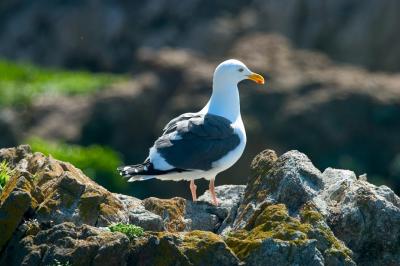 Gull at Point Lobos