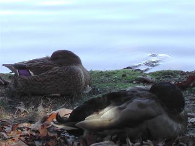 Aquatic Birds