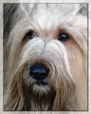 Briard