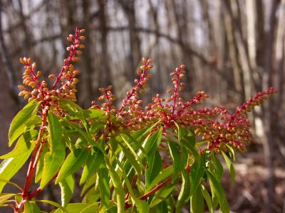 WinterFlowers_PICT1681.JPG