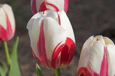 Red and White Tulip.jpg