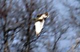 ferruginous_hawk_2.jpg