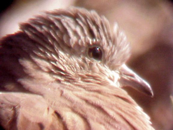 Ruddy Ground-Dove - JRW - 12-19-04 - head