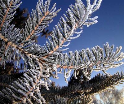 Frosty Morn 2.jpg