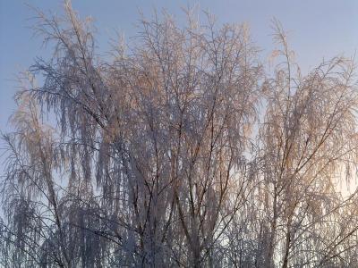 Frosty trees.jpg