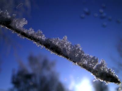 Frosty Twig.jpg