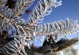Frosty Morn.jpg