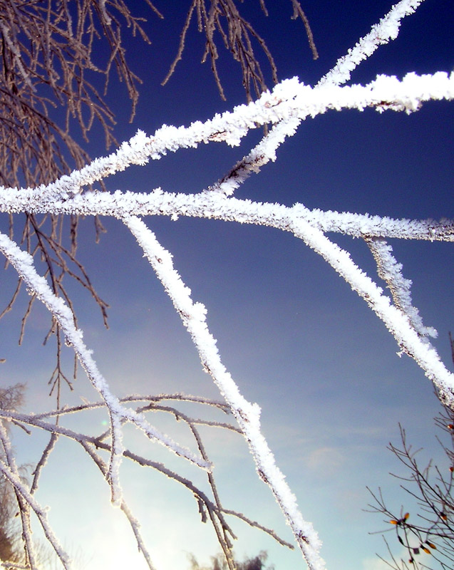 Frosty Dawn.jpg
