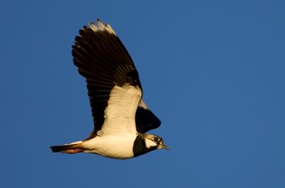 Northern Lapwing