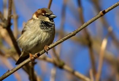 House Sparrow