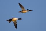 Goosander